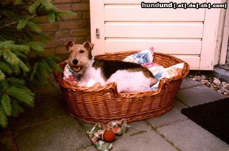 Foxterrier Drahthaar Hunde Foto 23563 Foxterrier Drahthaar Das finde ich das schonste was es gibt !
