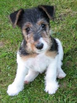 Foxterrier Drahthaar Hunde Foto 38846 Foxterrier Drahthaar 6 Wochen alte Drahthaar-Foxterrierhündin