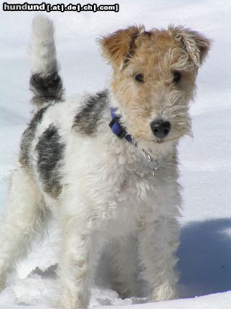 Foxterrier Drahthaar Hunde Foto 22148 in höherer Auflösung ansehen Foxterrier Drahthaar