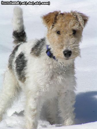 Foxterrier Drahthaar