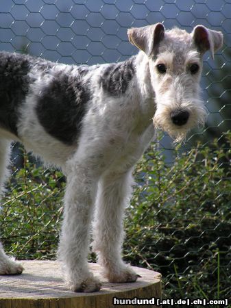 Foxterrier Drahthaar Hunde Foto 22152 in höherer Auflösung ansehen Foxterrier Drahthaar ...im Schnee gefällts mir...