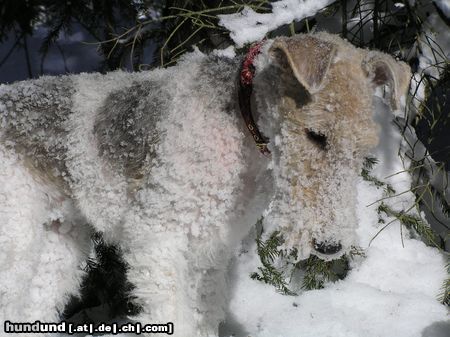 Foxterrier Drahthaar Hunde Foto 22151 in höherer Auflösung ansehen Foxterrier Drahthaar ...im Schnee gefällts mir...
