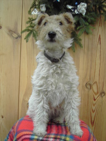 Foxterrier Drahthaar Hunde Foto 40954 in höherer Auflösung ansehen Foxterrier Drahthaar Fix und Foxi