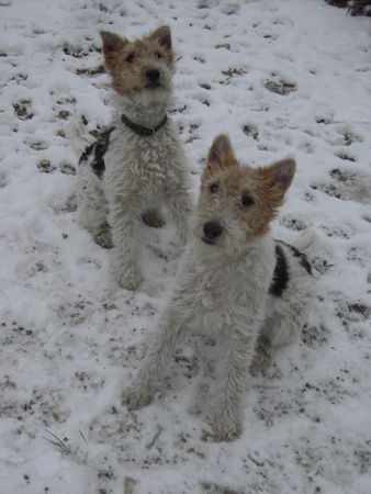 Foxterrier Drahthaar Hunde Foto 40953 in höherer Auflösung ansehen Foxterrier Drahthaar Fix und Foxi
