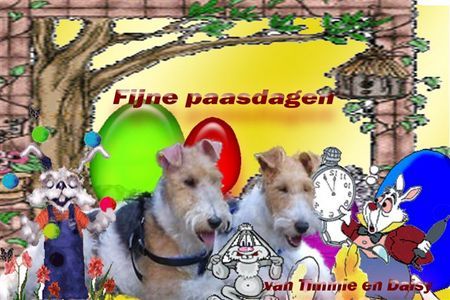 Foxterrier Drahthaar Hunde Foto 30190 Foxterrier Drahthaar wir wunschen alle eine schone osterzeit ! Timmie und Daisy !
