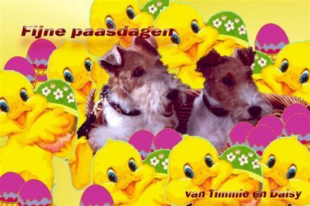 Foxterrier Drahthaar Hunde Foto 30191 Foxterrier Drahthaar schone ostertagen wunscht euch der zwei Drahthaar Foxterrier Timmie und Daisy !