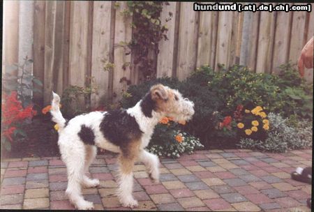 Foxterrier Drahthaar Hunde Foto 26577 Foxterrier Drahthaar ich bin eine kleine drahthaar foxterrier.