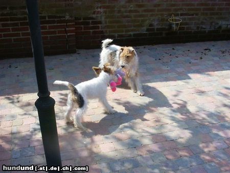 Foxterrier Drahthaar Hunde Foto 26320 Foxterrier Drahthaar wir lieben uns fur immer.