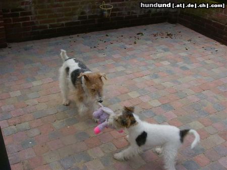 Foxterrier Drahthaar Hunde Foto 26319 Foxterrier Drahthaar wir beiden zusammen !