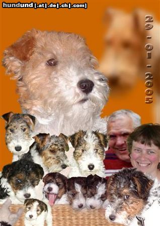 Foxterrier Drahthaar Hunde Foto 23504 Foxterrier Drahthaar wir sind sehr glucklich zusammen