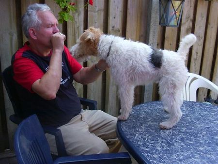 Foxterrier Drahthaar Hunde Foto 34052 Foxterrier Drahthaar Wir beiden zusammen