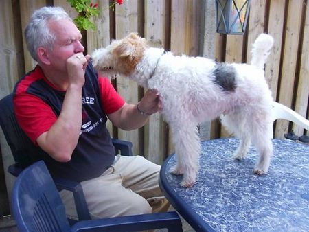 Foxterrier Drahthaar Hunde Foto 34053 Foxterrier Drahthaar zusammen sein !