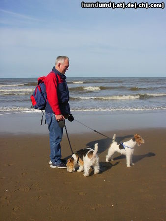 Foxterrier Drahthaar Hunde Foto 25851 Foxterrier Drahthaar Wir sind zusammen bei zo fiel wasser !