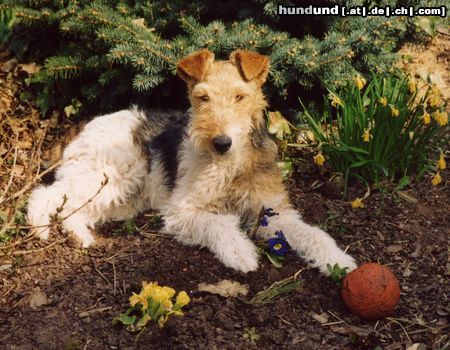 Foxterrier Drahthaar Hunde Foto 5574 Foxterrier Drahthaar Was für ein schöner Tag!