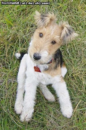 Foxterrier Drahthaar Hunde Foto 5581 Foxterrier Drahthaar Noch klein aber fein!