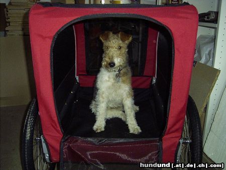 Foxterrier Drahthaar Hunde Foto 10371 Foxterrier Drahthaar Rocky´s RollsRoyce