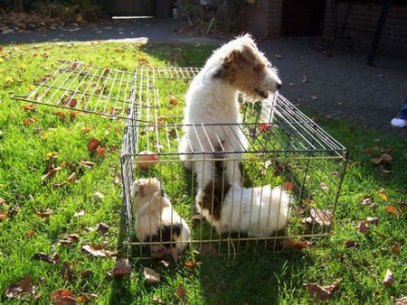 Foxterrier Drahthaar Hunde Foto 28625 Foxterrier Drahthaar Sadle und der kleine kaninchen