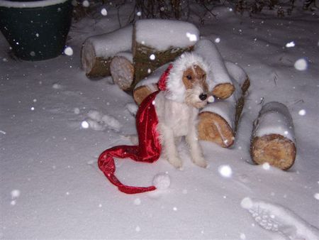 Foxterrier Drahthaar Hunde Foto 28538 Foxterrier Drahthaar Ich bin Sadle der Foxterrier