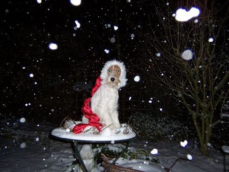 Foxterrier Drahthaar Hunde Foto 28539 Foxterrier Drahthaar Mein name ist Sadle