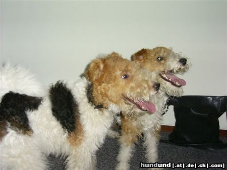 Foxterrier Drahthaar Hunde Foto 23750 Foxterrier Drahthaar wir schauen immer so wenn wir was lekkers bekommen