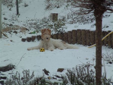 Foxterrier Drahthaar Hunde Foto 29787 Foxterrier Drahthaar Ich geniebe !