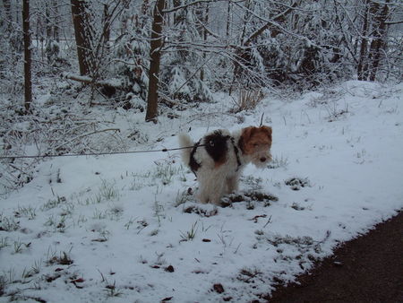 Foxterrier Drahthaar Hunde Foto 29788 Foxterrier Drahthaar wir mussen auch einmal .
