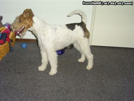 Foxterrier Drahthaar Hunde Foto 23749 in höherer Auflösung ansehen Foxterrier Drahthaar ich bin ganz klein und lieb !