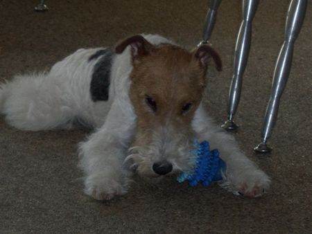 Foxterrier Drahthaar Hunde Foto 28606 Foxterrier Drahthaar spielen is das schonste was es gibt auf diese welt