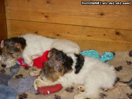 Foxterrier Drahthaar Hunde Foto 25775 Foxterrier Drahthaar wir sind sehr mude