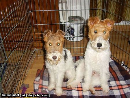 Foxterrier Drahthaar Hunde Foto 24395 Foxterrier Drahthaar Wir beiden sind sehr schone foxterriers
