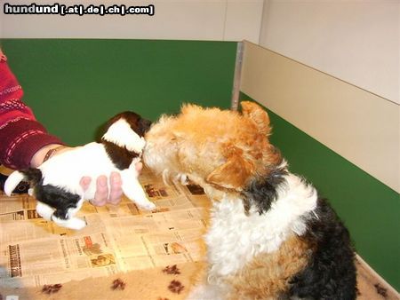 Foxterrier Drahthaar Hunde Foto 23833 Foxterrier Drahthaar Mutter und Tochter zusammen !