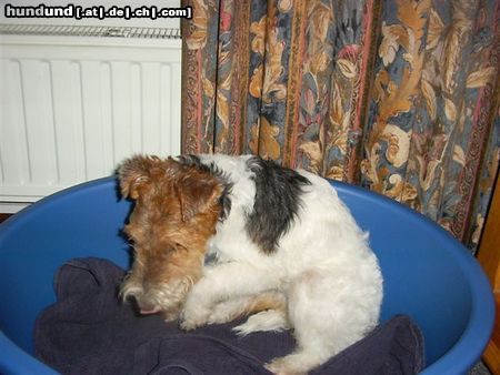 Foxterrier Drahthaar Hunde Foto 23963 Foxterrier Drahthaar Tessa ist klein und sehr lieb !
