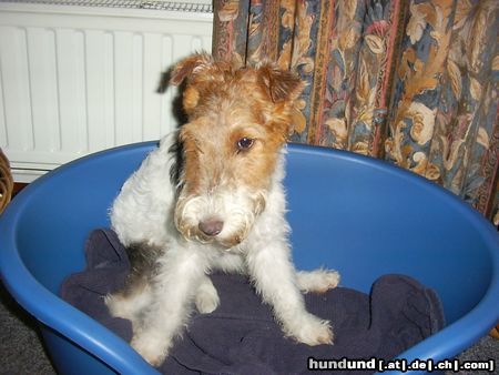 Foxterrier Drahthaar Hunde Foto 23964 Foxterrier Drahthaar Tessa schaut sehr lieb zu !