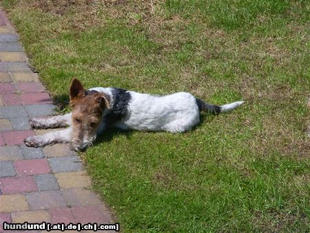Foxterrier Drahthaar Hunde Foto 22657 Foxterrier Drahthaar Tessa findet es sehr fein in der sonne zu liegen