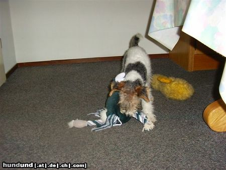 Foxterrier Drahthaar Hunde Foto 23739 Foxterrier Drahthaar Spielen das mach ich sehr gerne ! Tessa .