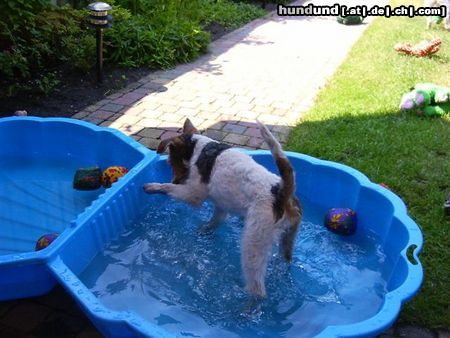 Foxterrier Drahthaar Hunde Foto 25012 Foxterrier Drahthaar spielen mit wasser das mach ich sehr gerne