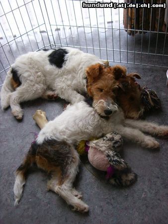 Foxterrier Drahthaar Hunde Foto 23378 Foxterrier Drahthaar zwei geschwistern die immer zusammen schlafen
