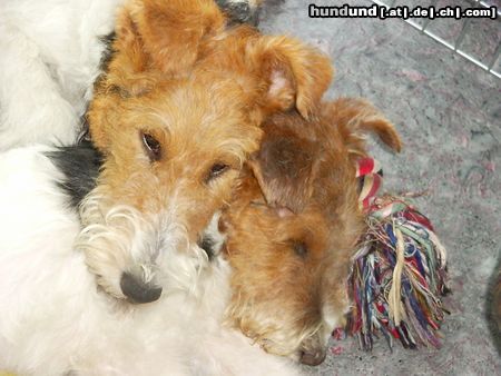 Foxterrier Drahthaar Hunde Foto 23377 Foxterrier Drahthaar wir beiden zusammen