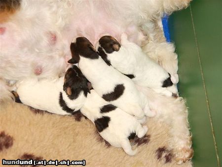 Foxterrier Drahthaar Hunde Foto 25669 Foxterrier Drahthaar wir vier bei unsere liebe Mutter !