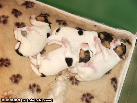 Foxterrier Drahthaar Hunde Foto 23243 Foxterrier Drahthaar so klein und zusammen schlafen ist schon