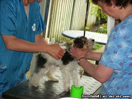 Foxterrier Drahthaar Hunde Foto 25767 Foxterrier Drahthaar das erste mal beim hunde friseur