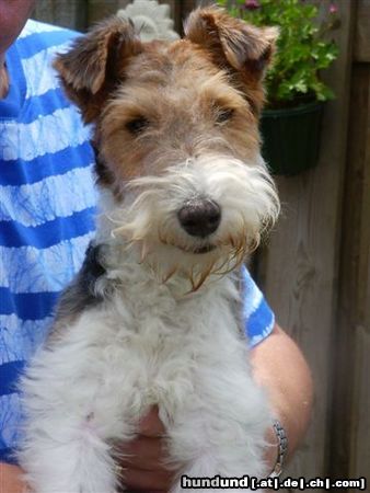 Foxterrier Drahthaar Hunde Foto 23241 in höherer Auflösung ansehen Foxterrier Drahthaar Ich bin sehr schon und lieb