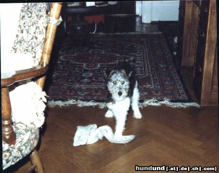 Foxterrier Drahthaar Hunde Foto 23564 Foxterrier Drahthaar ich bin nog klein und spielen finde ich das schonste was es gibt !