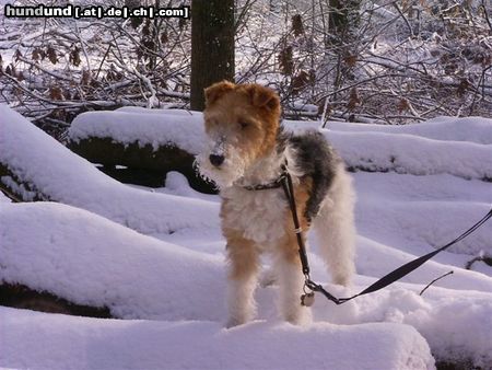 Foxterrier Drahthaar Hunde Foto 23459 Foxterrier Drahthaar im schnee ist es immer schon in die natur