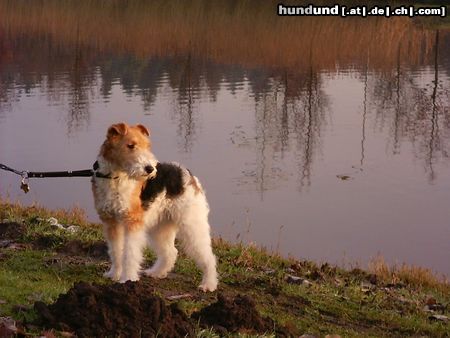 Foxterrier Drahthaar Hunde Foto 22633 Foxterrier Drahthaar Ich liebe die natur