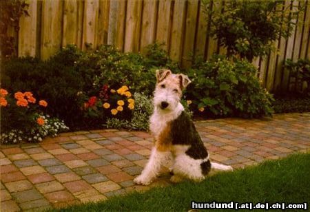 Foxterrier Drahthaar Hunde Foto 23279 Foxterrier Drahthaar ich bin ganz klein und lieb