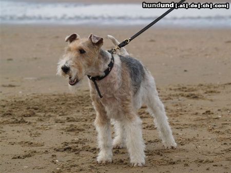 Foxterrier Drahthaar Timmie an das sehr grobe  meer