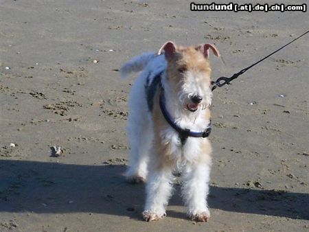 Foxterrier Drahthaar Hunde Foto 25852 Foxterrier Drahthaar Ich finde es schon am grobe meer zu sein.