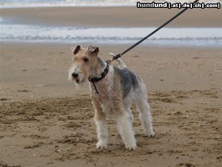 Foxterrier Drahthaar Timmie an das meer