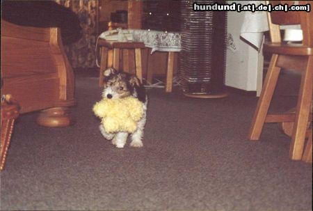 Foxterrier Drahthaar Hunde Foto 26595 Foxterrier Drahthaar Das bin ich der kleine Timmie !
